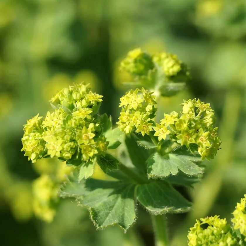 Alchemilla mollis – Nahaufnahme.
