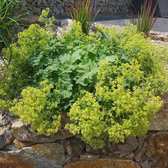 Alchemilla mollis detail shot.