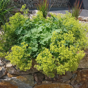 Alchemilla mollis detail shot.