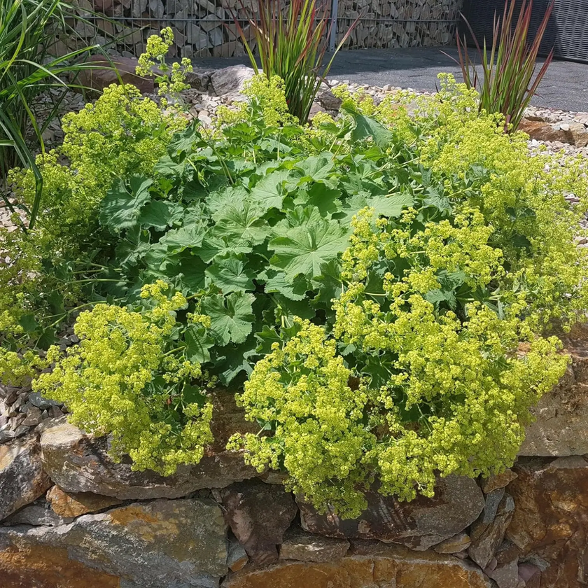 Alchemilla mollis – Detailaufnahme.