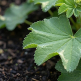 Alchemilla mollis plant detail.