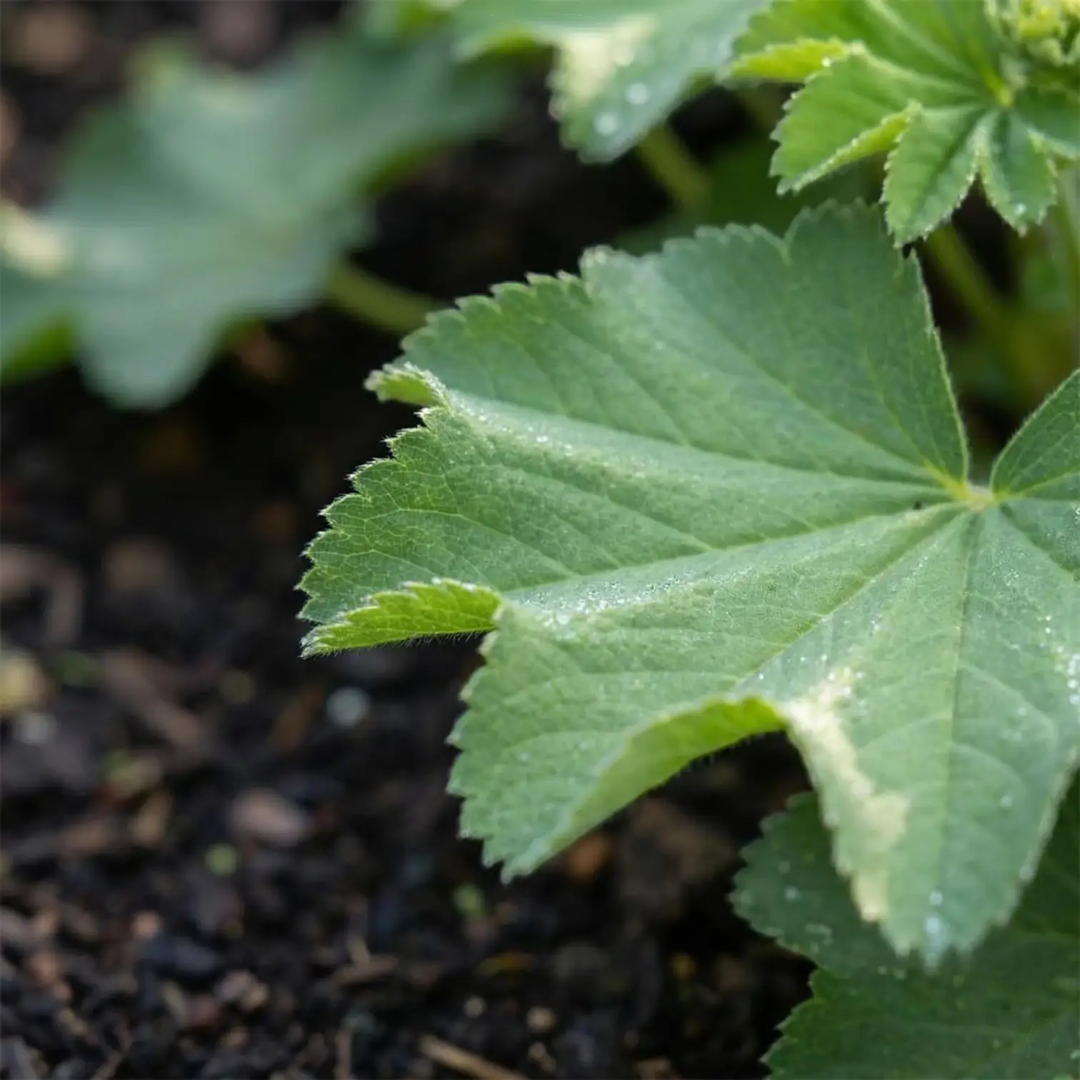 Alchemilla mollis plant detail.