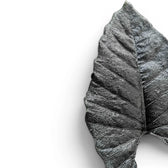 Close-up of Alocasia Antoto Velvet leaf with almost black colouration and textured surface on a white background