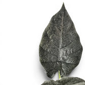 Close-up of Alocasia Antoto Velvet leaf with almost black colouration and pubescent surface on a white background