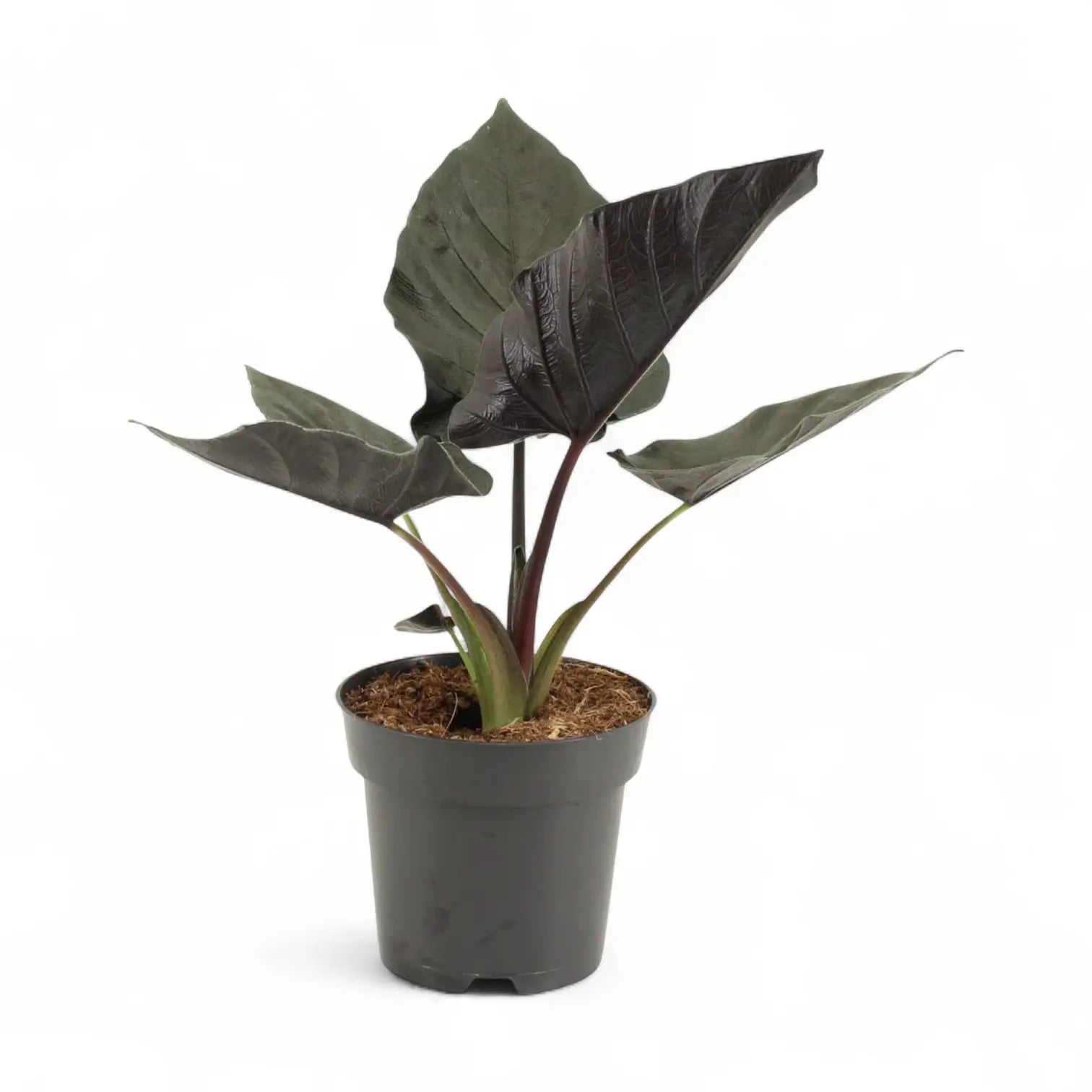 Alocasia 'Antoro velvet' – Zimmerpflanze im Kulturtopf auf weißem Hintergrund, Produktfoto 8.
