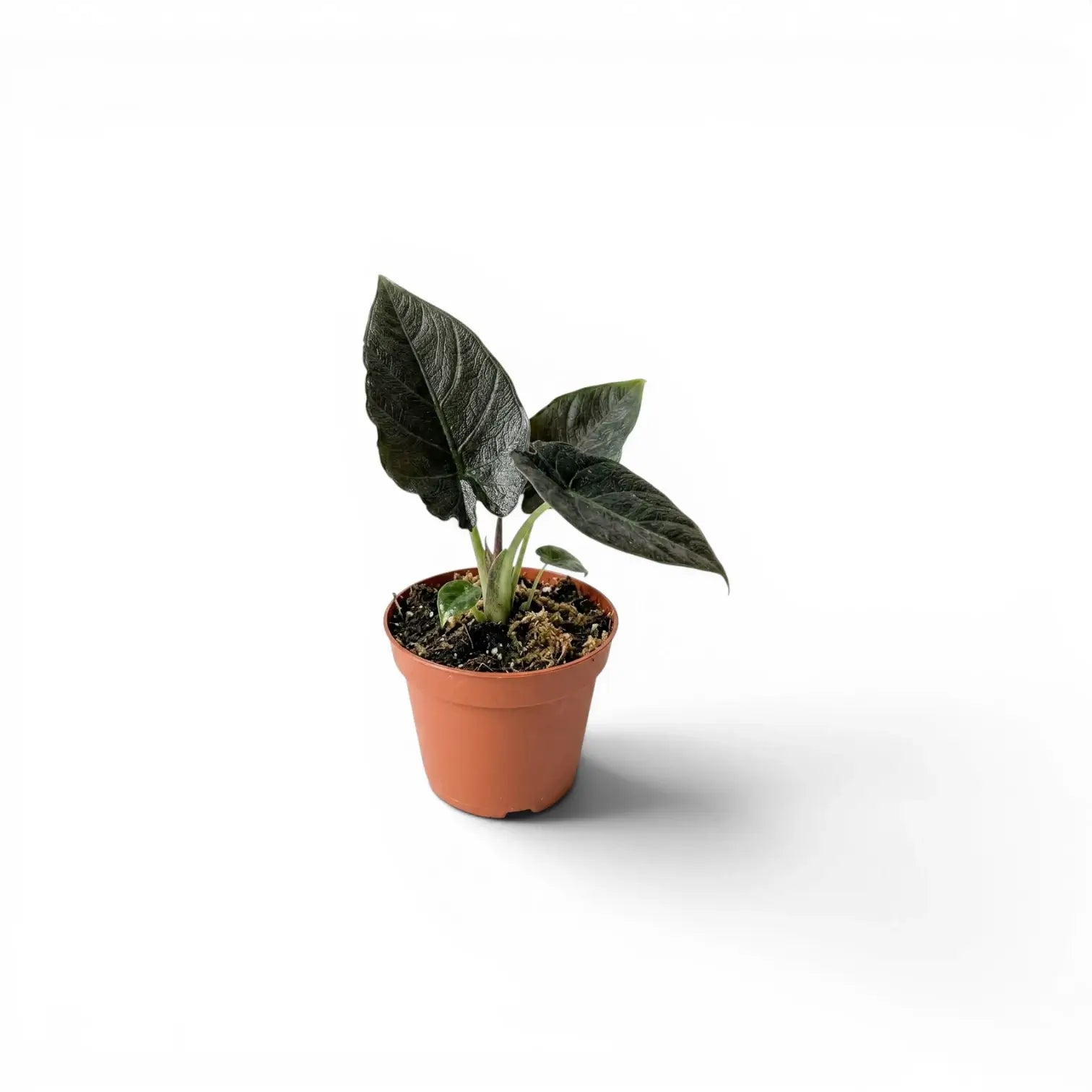 Small potted Alocasia Antoto Velvet baby plant with dark green leaves on a white background