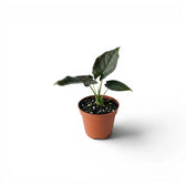 Small potted Alocasia Antoto Velvet baby plant with dark green leaves on a white background