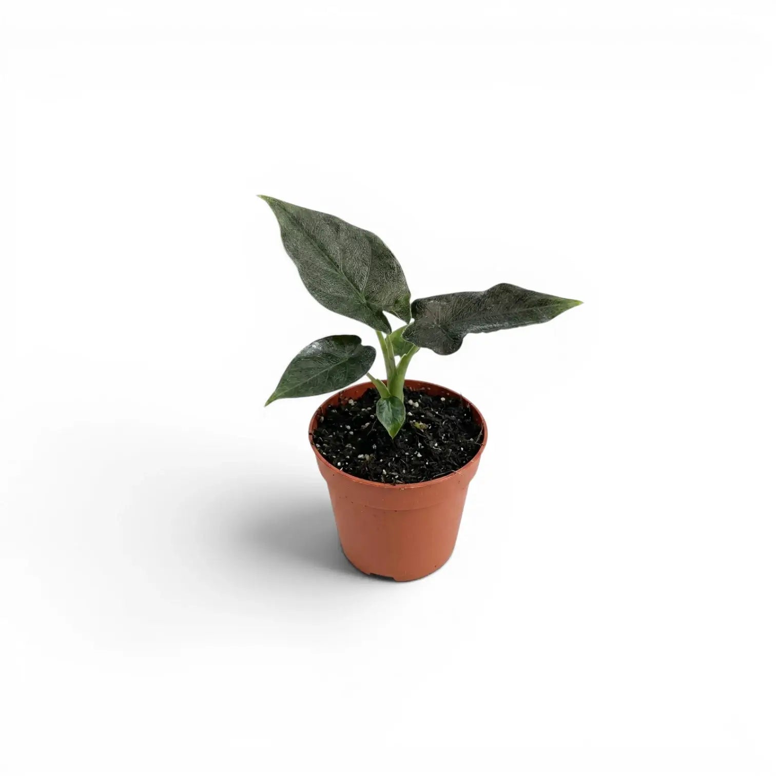 Small potted Alocasia Antoto Velvet baby plant with dark green leaves on a white background