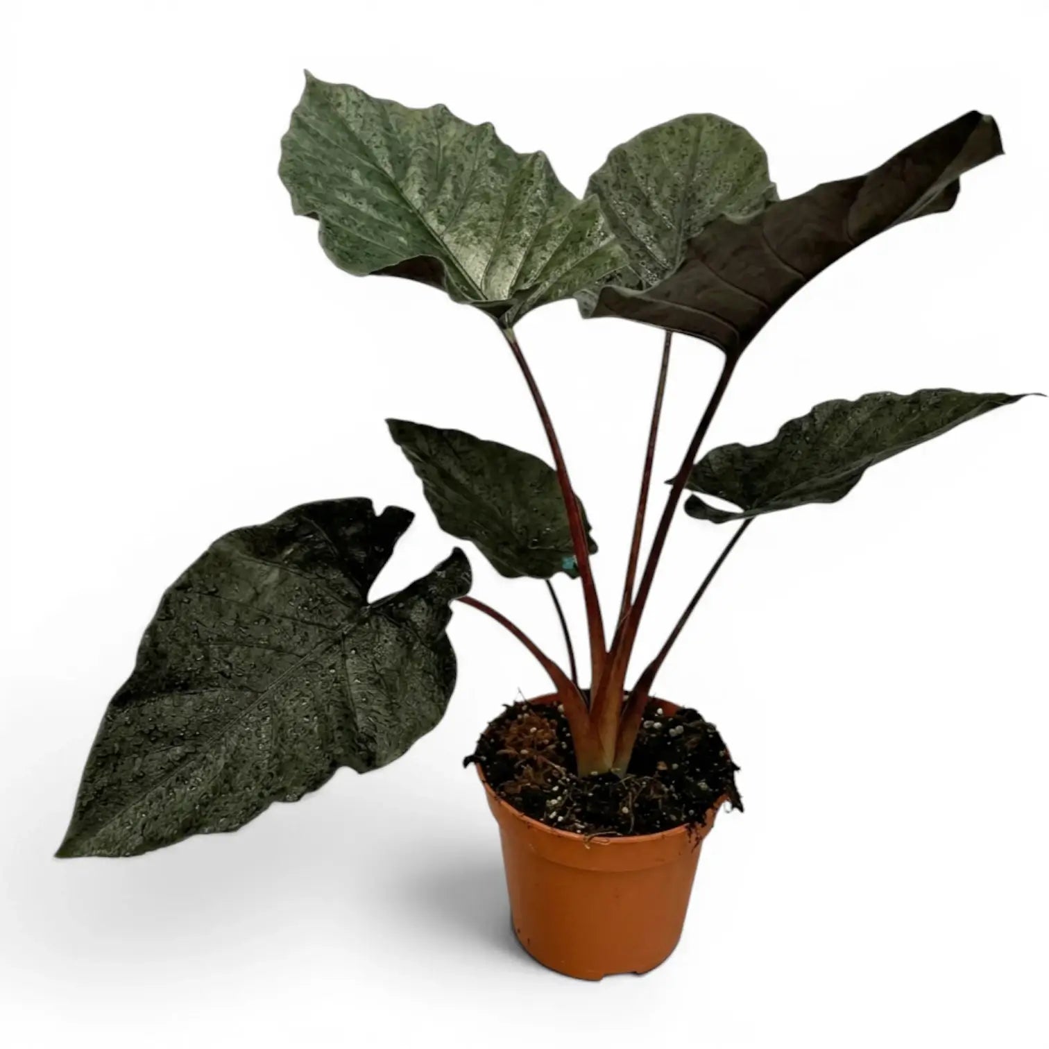 Large potted Alocasia Antoto Velvet plant with dark green leaves on a white background