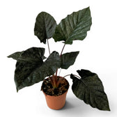Large potted Alocasia Antoto Velvet plant with dark green leaves on a white background