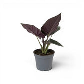 Potted Alocasia Antoto Velvet plant with dark green leaves on a white background