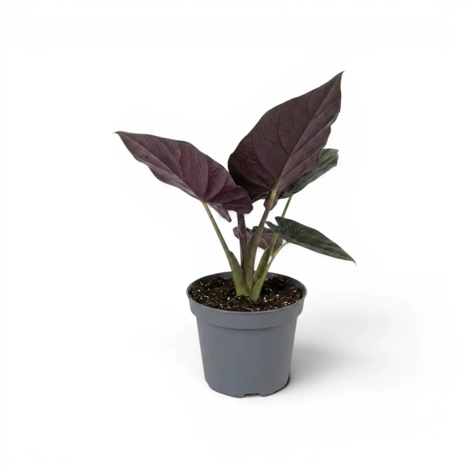 Potted Alocasia Antoto Velvet plant with dark green leaves on a white background