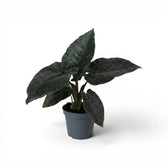 Potted Alocasia Antoto Velvet plant with dark green leaves on a white background