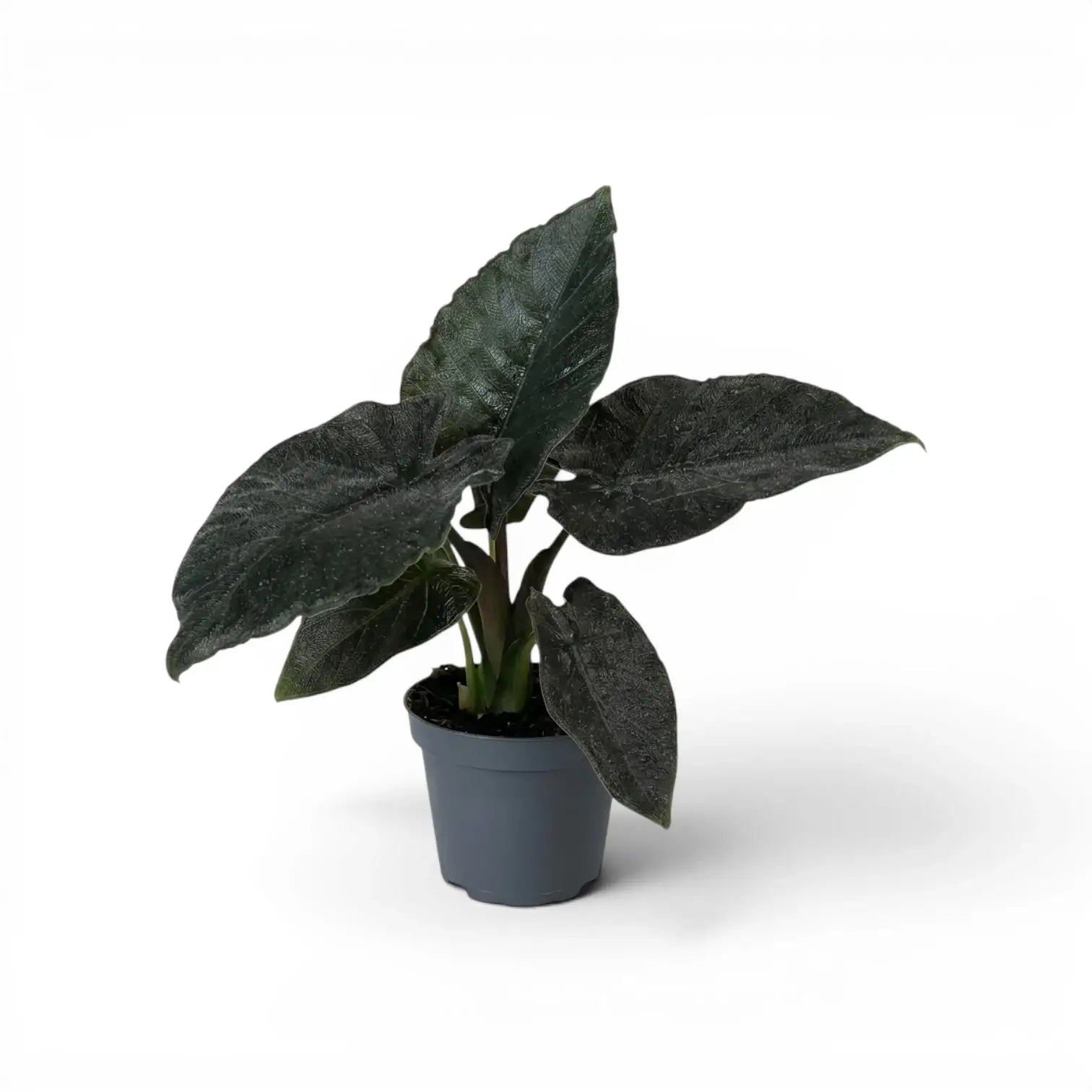 Potted Alocasia Antoto Velvet plant with dark green leaves on a white background