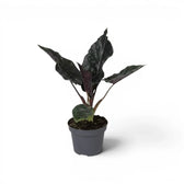Potted Alocasia Antoto Velvet plant with dark green leaves on a white background
