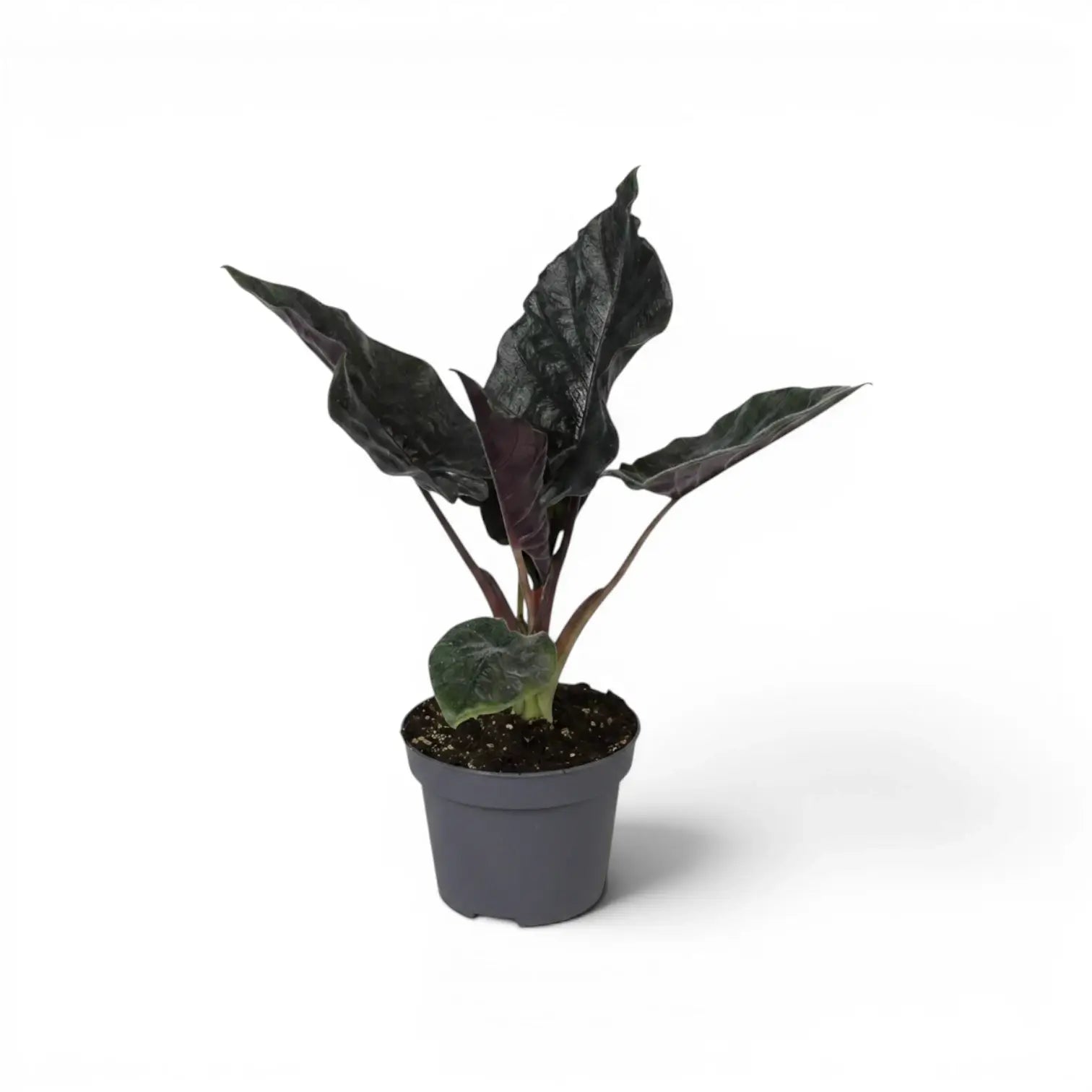 Potted Alocasia Antoto Velvet plant with dark green leaves on a white background