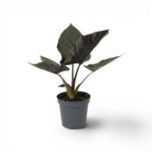 Potted Alocasia Antoto Velvet plant with dark green leaves on a white background