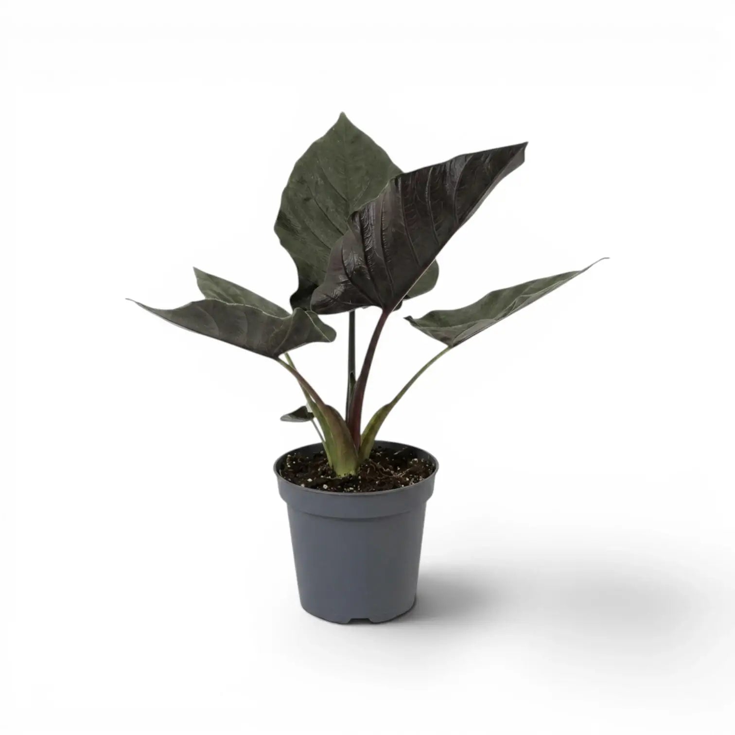 Potted Alocasia Antoto Velvet plant with dark green leaves on a white background