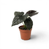 Potted Alocasia Antoto Velvet plant with dark green leaves on a white background