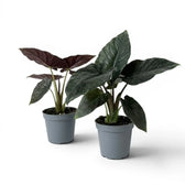 Two potted Alocasia Antoro Velvet plants with dark green leaves on a white background