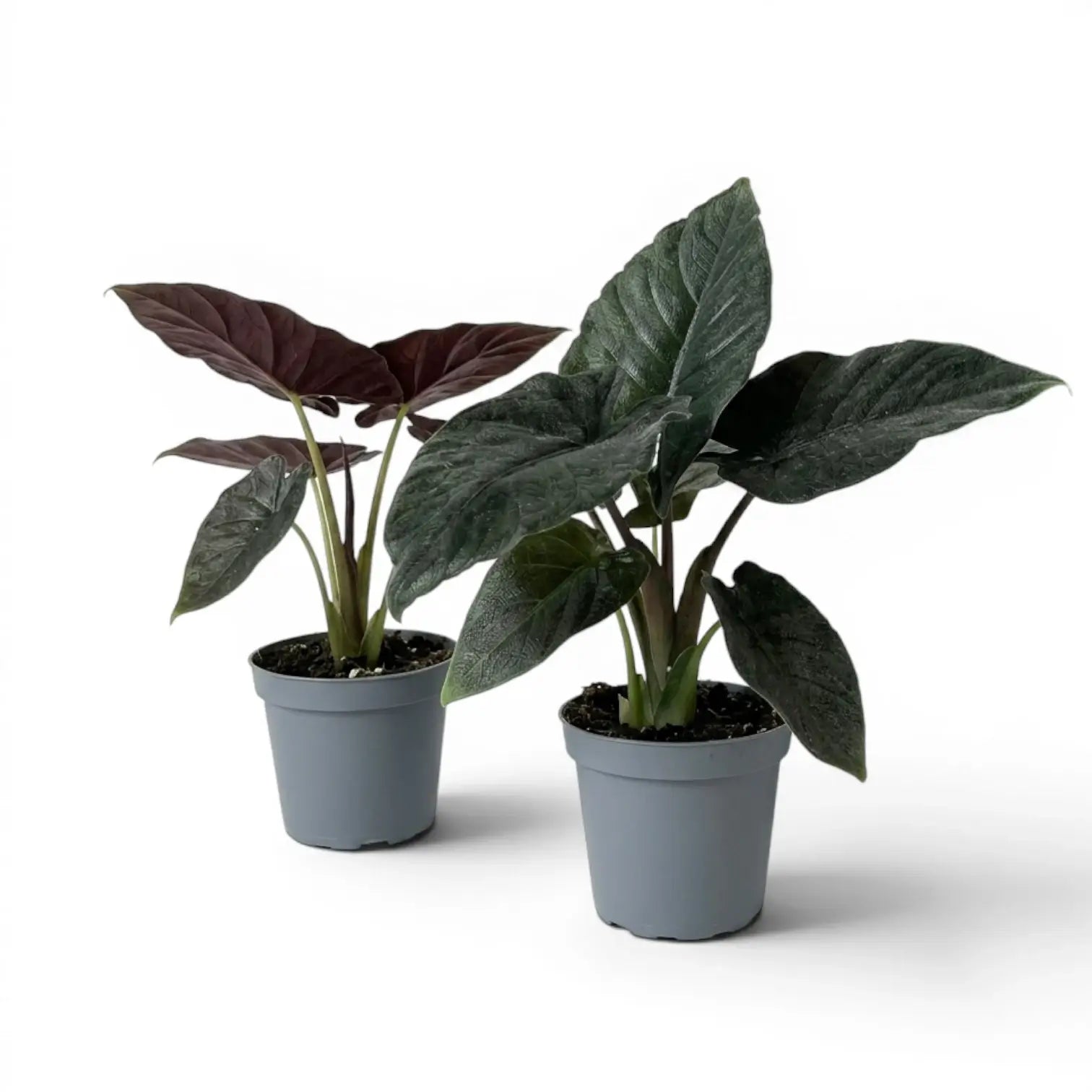 Two potted Alocasia Antoro Velvet plants with dark green leaves on a white background