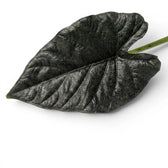 Close-up of Alocasia Antoto Velvet leaf with almost black colouration and pubescent surface on a white background