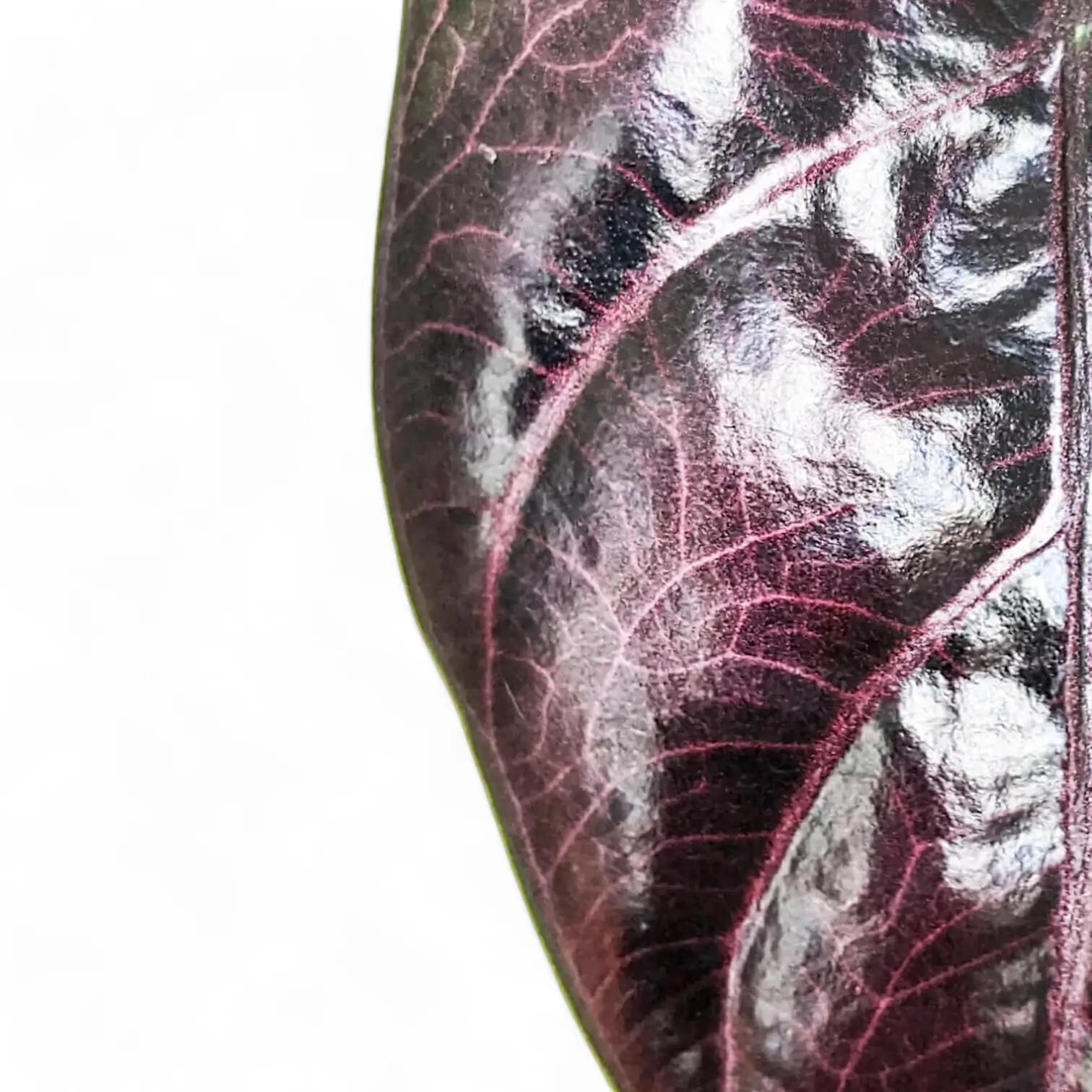 Alocasia azlanii – Blattdetail vor weißem Hintergrund..