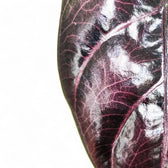 Alocasia azlanii leaf close-up on white background.