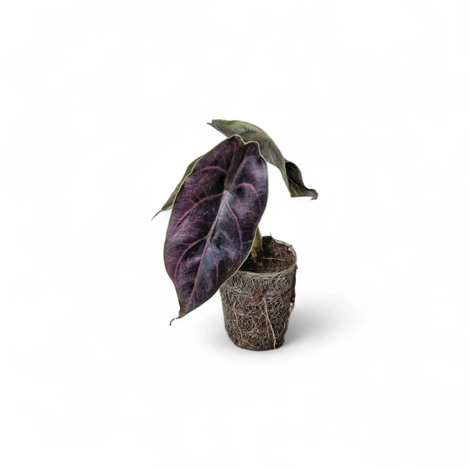 Alocasia azlanii – Zimmerpflanze im Kulturtopf auf weißem Hintergrund, Produktfoto 4.