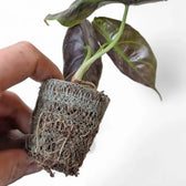 Alocasia azlanii potted plant in nursery pot on white background.