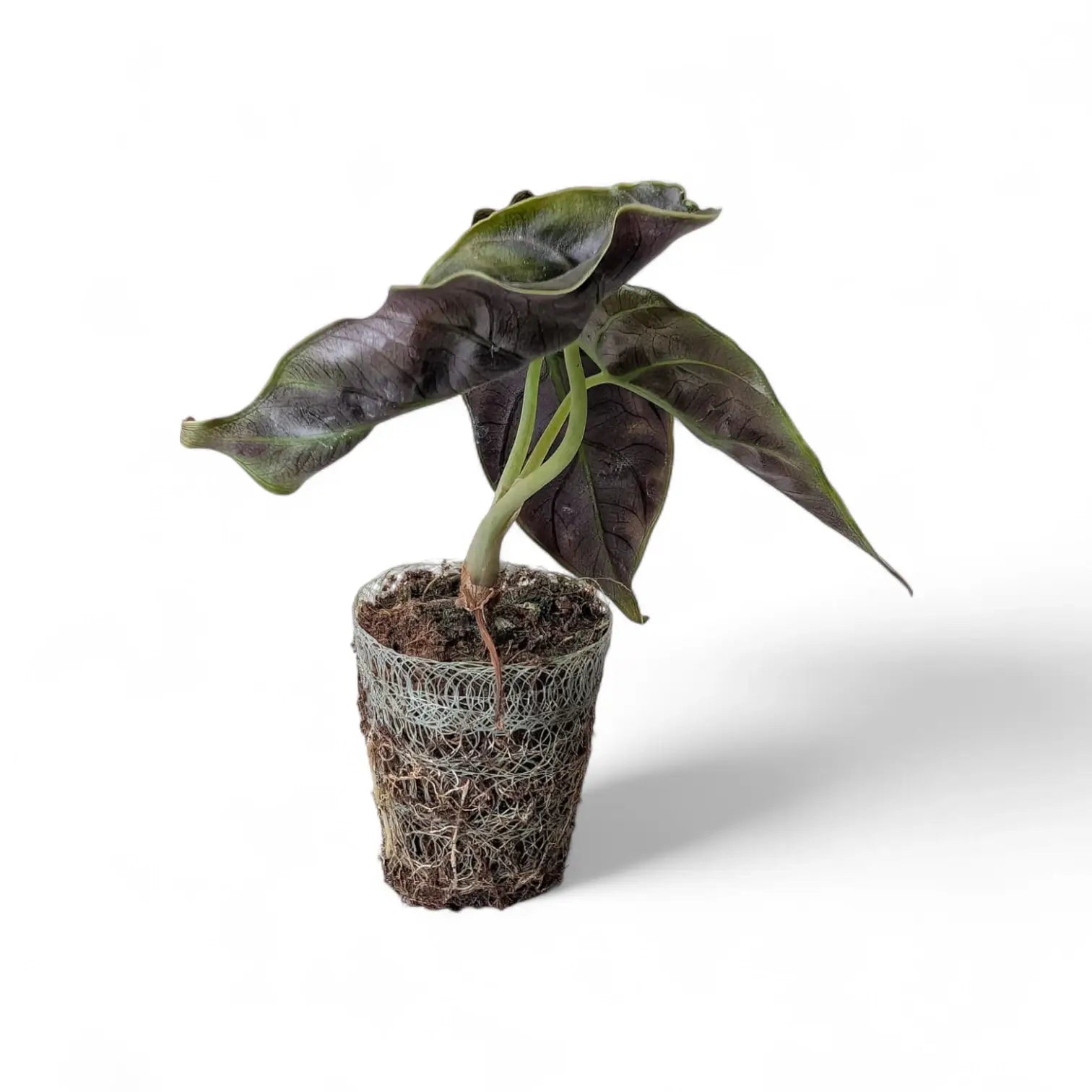 Alocasia azlanii potted plant in nursery pot on white background.
