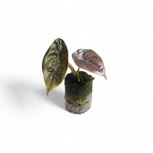 Alocasia azlanii potted plant in nursery pot on white background.