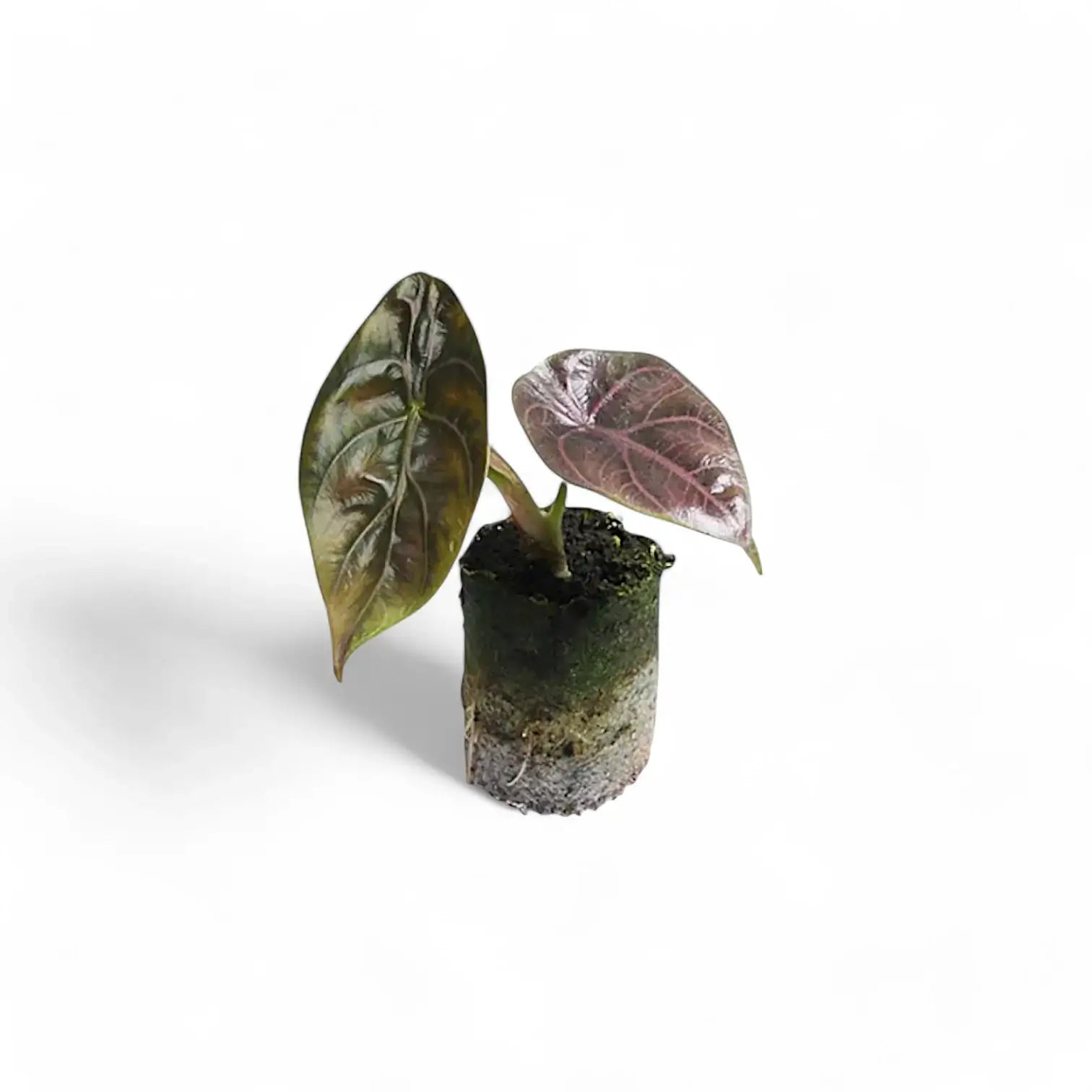 Alocasia azlanii potted plant in nursery pot on white background.