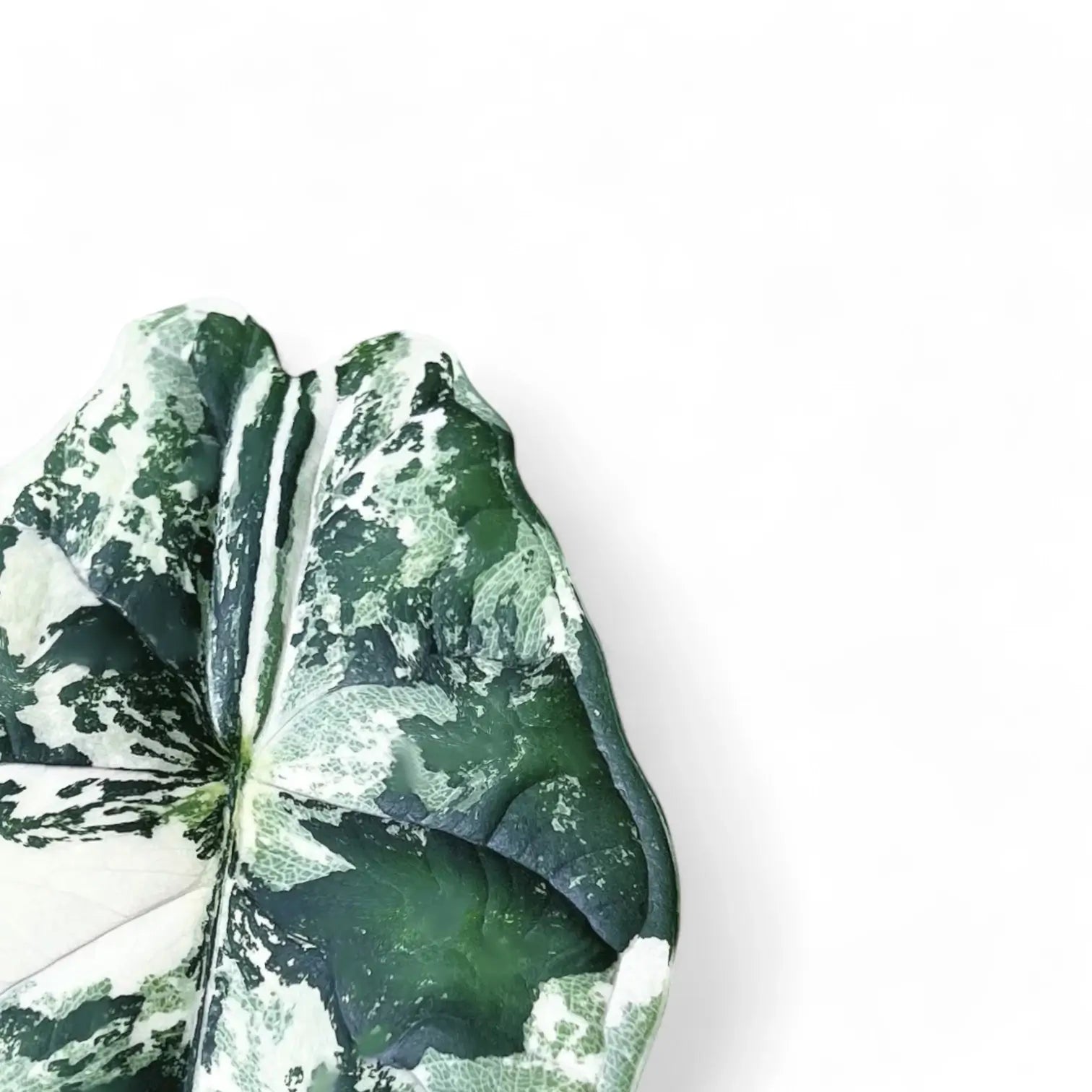 Alocasia baginda 'Dragon scale' albo-variegata close-up of leaf on white background.