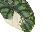 Alocasia baginda 'Dragon scale' albo-variegata potted plant in nursery pot on white background.