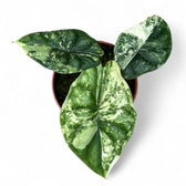 Alocasia baginda 'Dragon scale' albo-variegata potted plant in nursery pot on white background.