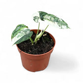 Alocasia baginda 'Dragon scale' albo-variegata potted plant in nursery pot on white background.