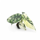 Alocasia baginda 'Dragon scale' Mint Variegata – Zimmerpflanze im Kulturtopf auf weißem Hintergrund, Produktfoto 10.