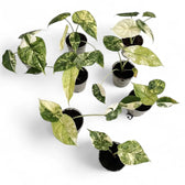 Alocasia baginda 'Dragon scale' Mint Variegata – Zimmerpflanze im Kulturtopf auf weißem Hintergrund, Produktfoto 15.