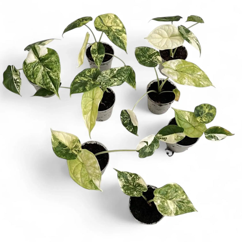 Alocasia baginda 'Dragon scale' Mint Variegata – Zimmerpflanze im Kulturtopf auf weißem Hintergrund, Produktfoto 15.