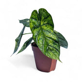 Alocasia baginda 'Dragon scale' Mint Variegata – Zimmerpflanze im Kulturtopf auf weißem Hintergrund, Produktfoto 6.