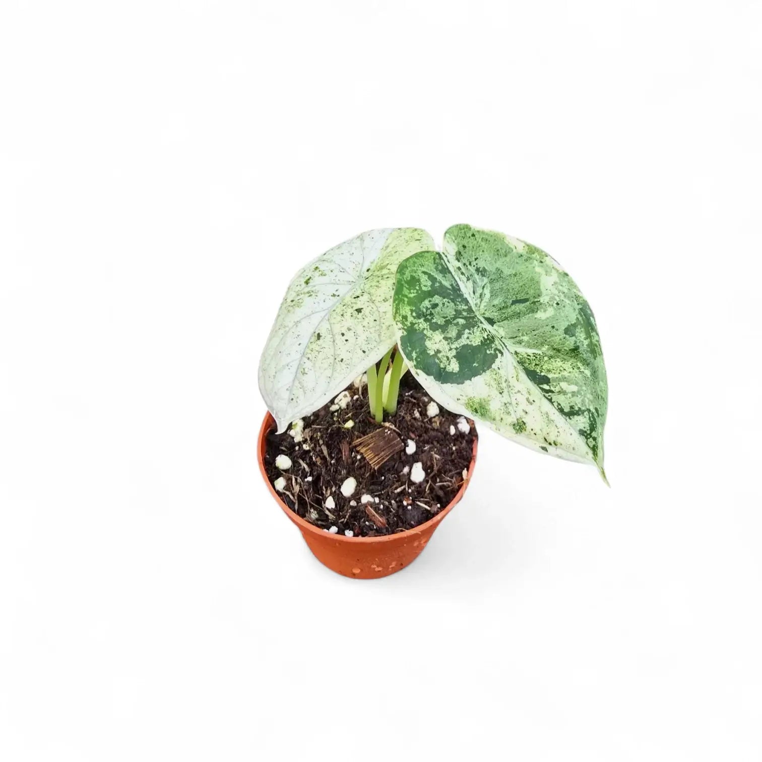 Alocasia baginda 'Dragon scale' Mint Variegata – Zimmerpflanze im Kulturtopf auf weißem Hintergrund, Produktfoto 7.