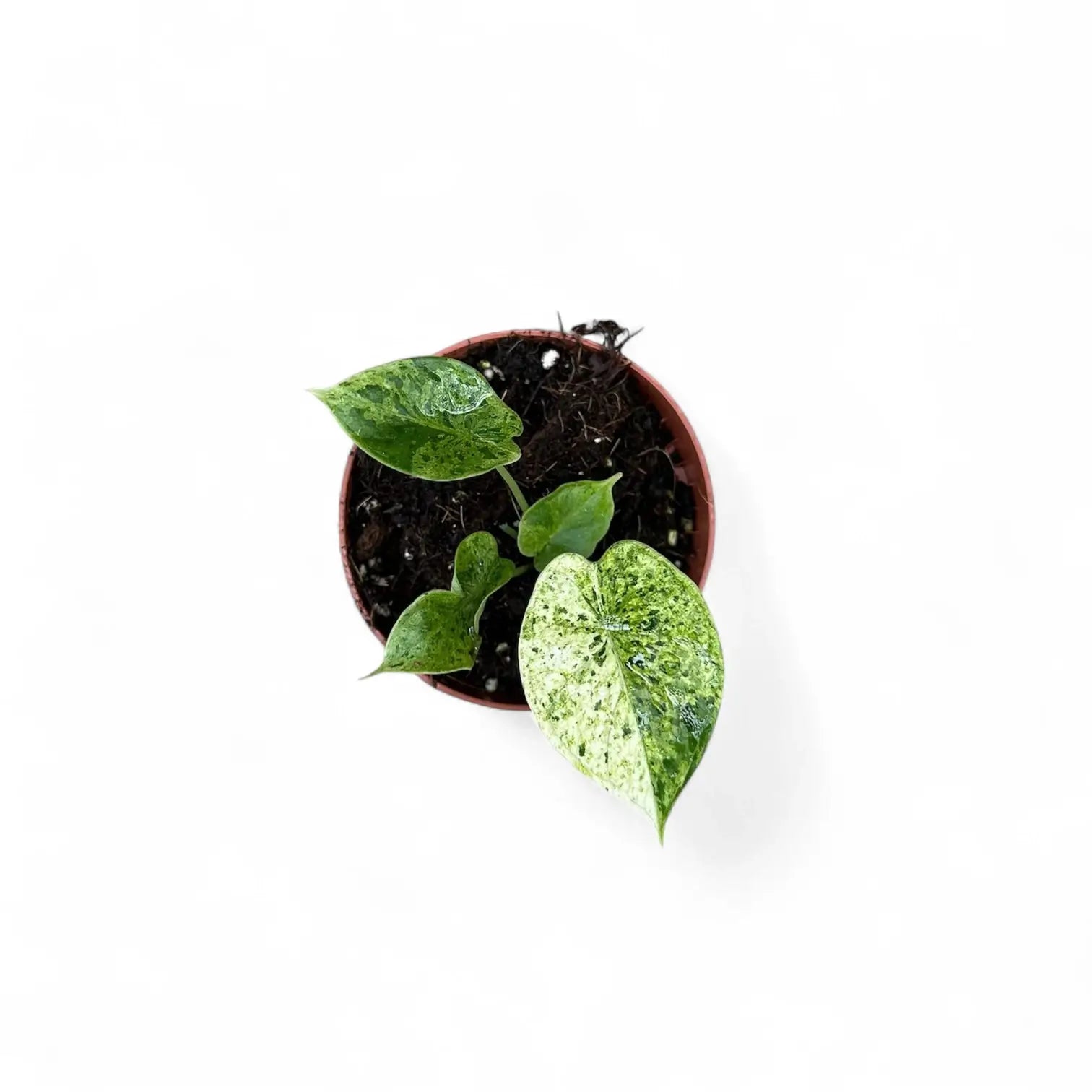 Alocasia baginda 'Dragon scale' Mint Variegata – Zimmerpflanze im Kulturtopf auf weißem Hintergrund, Produktfoto 9.