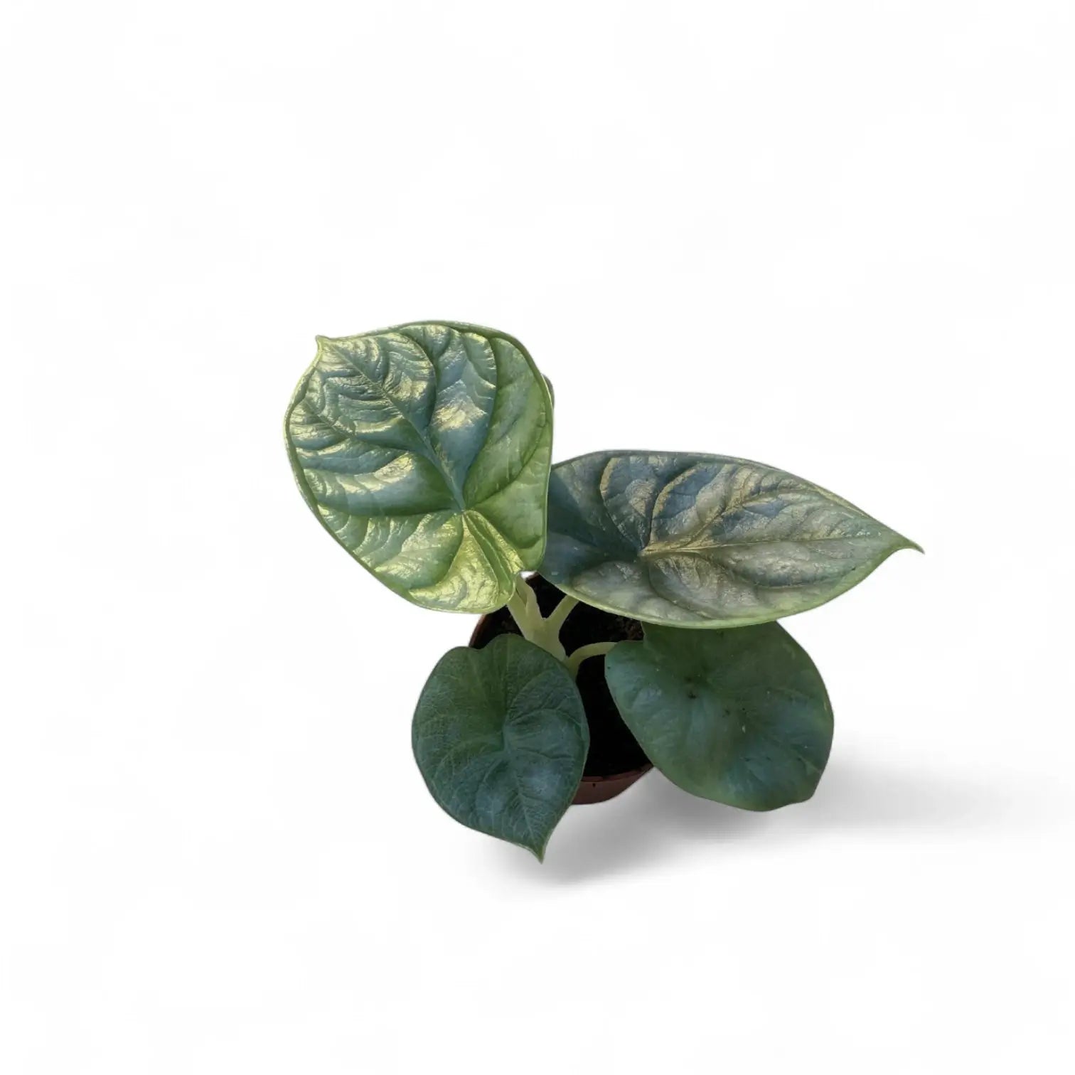 Alocasia baginda 'Silver dragon' – Zimmerpflanze im Kulturtopf auf weißem Hintergrund, Produktfoto 10.