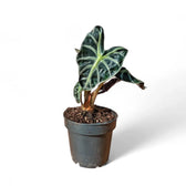 Alocasia ‘Balloon Heart’ potted plant in nursery pot on white background.