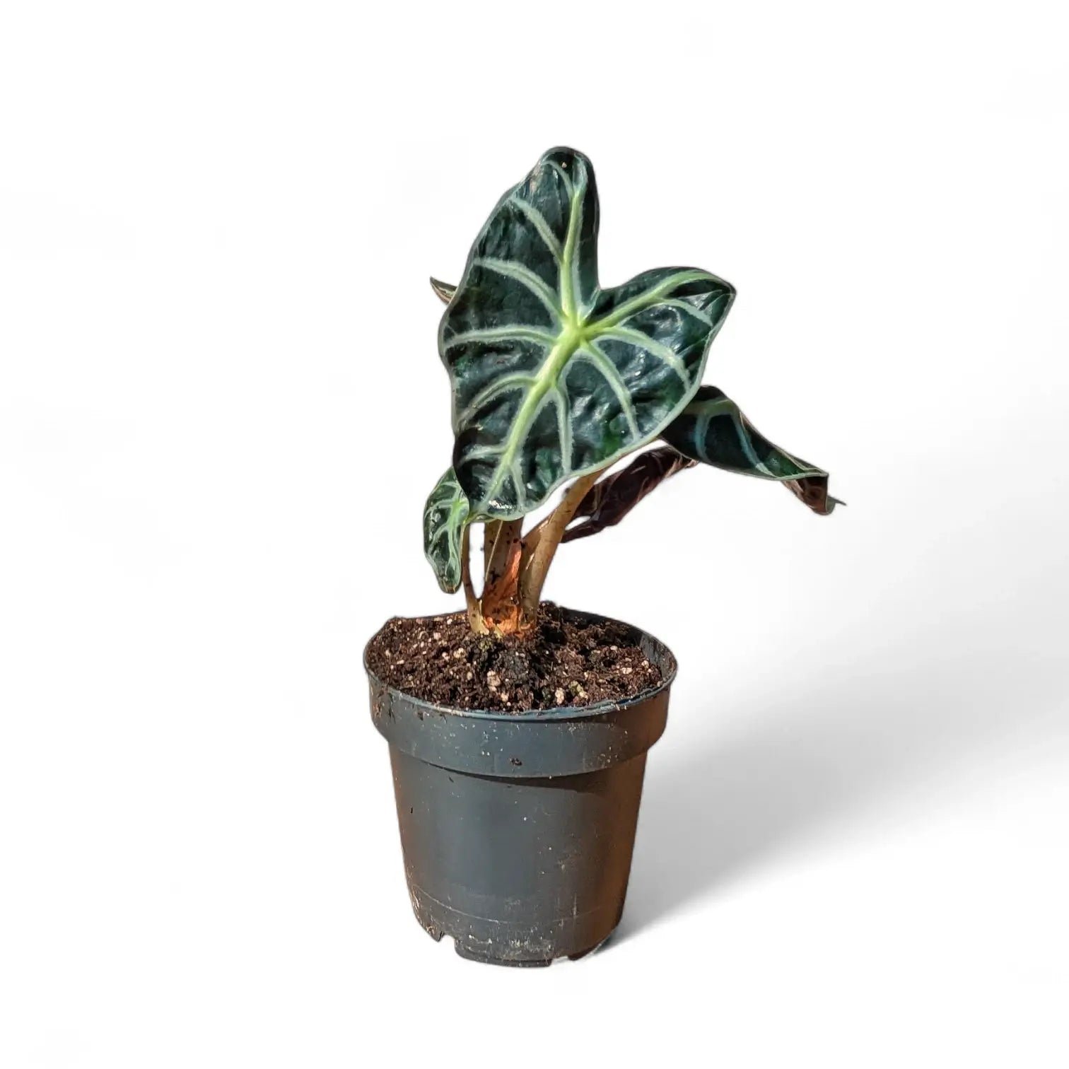 Alocasia ‘Balloon Heart’ potted plant in nursery pot on white background.