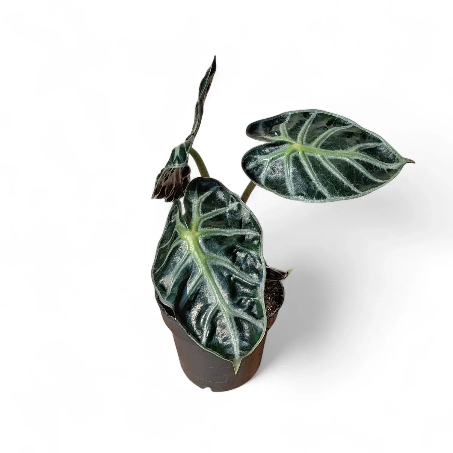 Alocasia ‘Balloon Heart’ potted plant in nursery pot on white background.