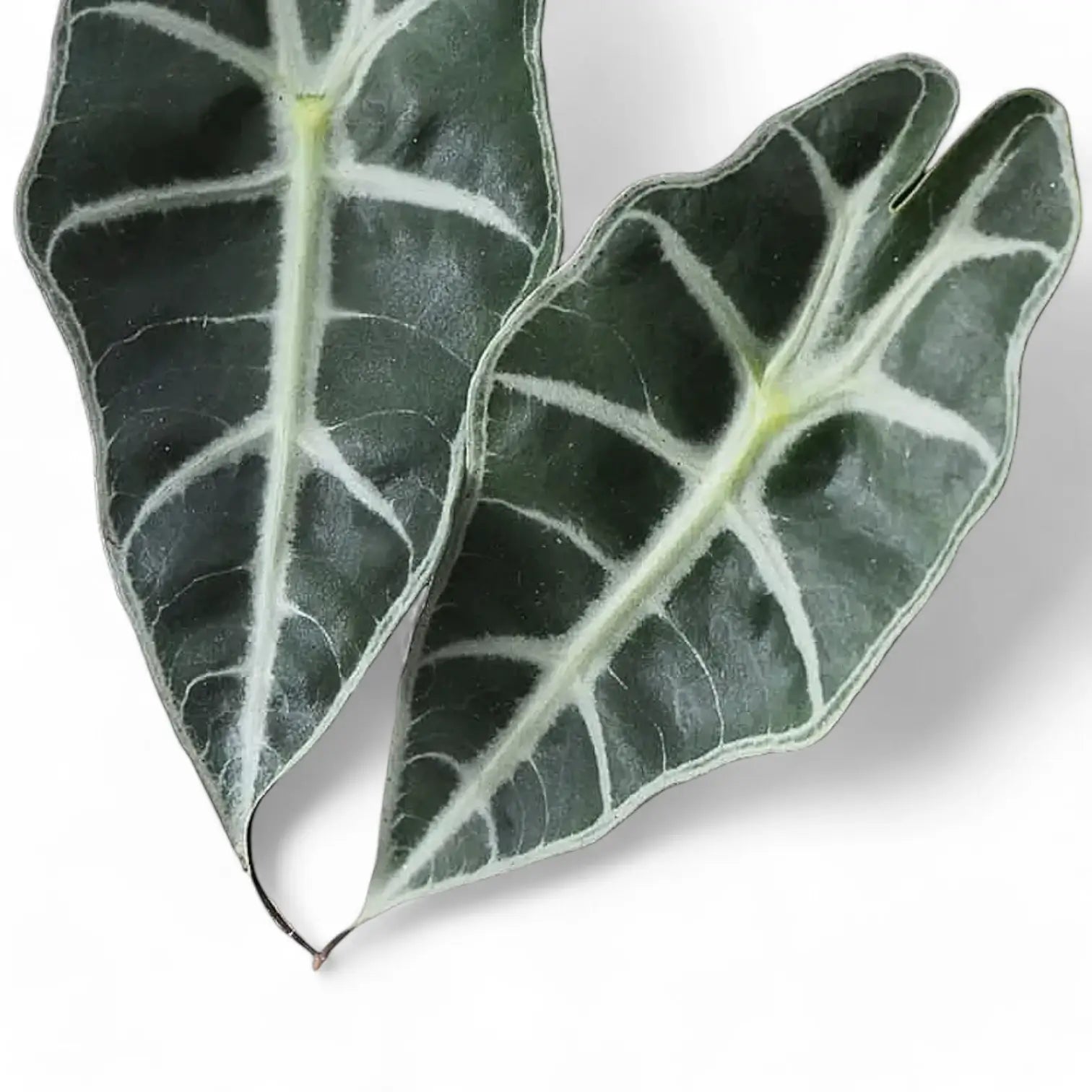 Nahaufnahme eines Blatts von Alocasia 'Bambino Arrow' vor weißem Hintergrund.