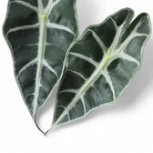 Alocasia 'Bambino Arrow' leaf detail on white background.