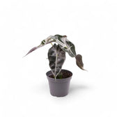 Alocasia 'Bambino Arrow' potted plant in nursery pot on white background.